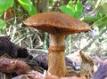 Gymnopilus junonius mushroom cluster