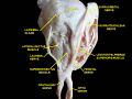 Ophthalmic nerve