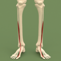 Extensor hallucis longus