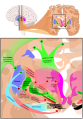 Basal ganglia circuits