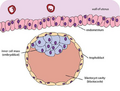 Diagram of Blastocyst stage
