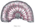 The abdominal aorta and its branches.