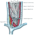 Vagus nerve and the ear.