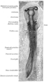Neural_fold