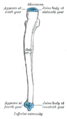 Elbow joint, showing olecranon