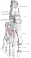 First metatarsal bone