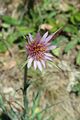 Purple Salsify flower