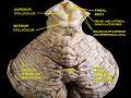 Superior colliculus