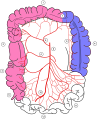 Ileocolic artery