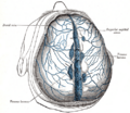 Superior sagittal sinus