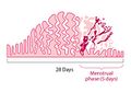 Lining of Uterine Wall