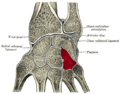 Ospoignet - Hamate bone