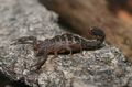 Pregnant Scorpion