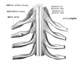 Thoracic_spinal_nerve_1