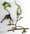 Anredera cordifolia