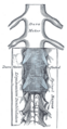 Gray's Anatomy illustration of the dura mater