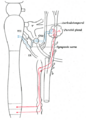 Tympanic nerve and surrounding structures