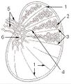 Illustration of testis schematic