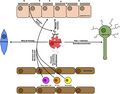 Tissues Affected In Allergic Inflammation