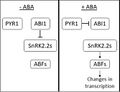 ABA Signal Transduction Pathway