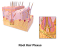 Skin Root Hair Plexus