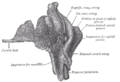 Parotid duct anatomy