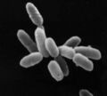 Halobacteria