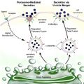 Secretory mechanism