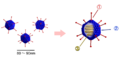 Structure of Adenovirus