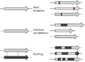 DE Mutations
