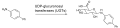 Glucuronidation of Biphenyl Amine