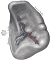 Gray's Anatomy illustration of the celiac artery and its branches