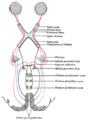 Oculomotor nucleus