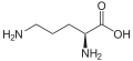 L-Ornithine