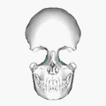 Lacrimal bone - animation 3