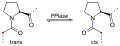 Proline cis-trans isomerisation