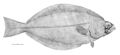 Reinhardtius hippoglossoides