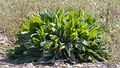 Rumex acetosa plant