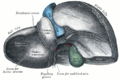 Liver