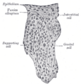 Diagram of the male reproductive system