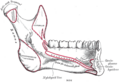 Medial pterygoid muscle
