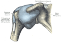 Anatomical illustration of the capsule of the glenohumeral joint