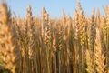 Wheat field