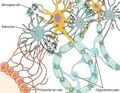Glial Cells of the CNS