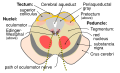Oculomotor nerve nucleus