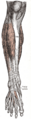 Anterior muscles of the leg