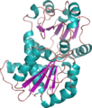 Ornithine transcarbamylase structure