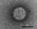 Bluetongue virus