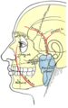 Parotid gland and duct