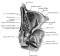 Foramen ovale (skull)